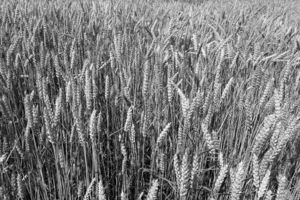 白と黒でぼかし効果のある麦畑のクローズアップ 四季の自然背景 — ストック写真