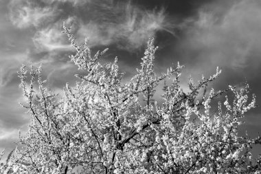 Mavi gökyüzüne karşı çiçek açmış meyve ağacı. Doğal arkaplan