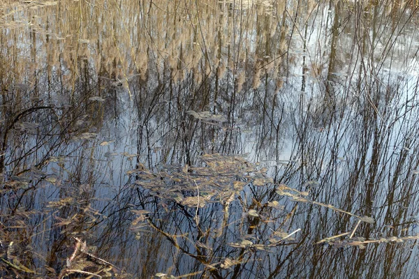 Reed Seco Árvores Reflexão Água Lago Fundo Natural — Fotografia de Stock