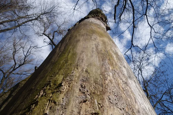Stromy Bez Kůry Nízkém Úhlu Pohledu Přírodní Pozadí — Stock fotografie