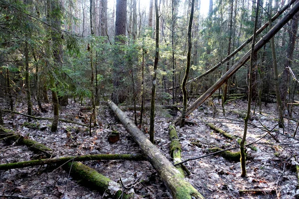 Umgestürzte Bäume Wald Natürlicher Und Wilder Hintergrund — Stockfoto