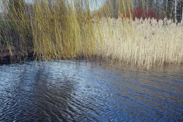 Jezioro Sucha Trzcina Krajobraz Drzewa Naturalne Tło — Zdjęcie stockowe