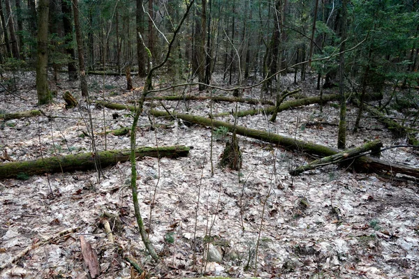 Umgestürzte Bäume Wald Wilder Und Natürlicher Hintergrund — Stockfoto