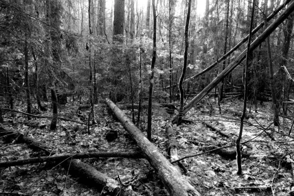 Árboles Caídos Bosque Fondo Natural Salvaje —  Fotos de Stock