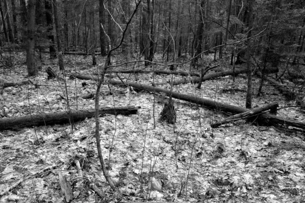 Fallna Träd Skogen Vild Och Naturlig Bakgrund — Stockfoto