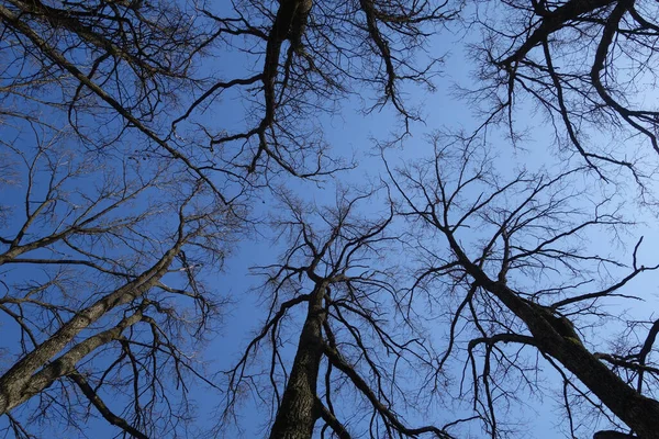 Árboles Sin Hojas Hacia Abajo Hasta Vista Ángulo Bajo Fondo — Foto de Stock