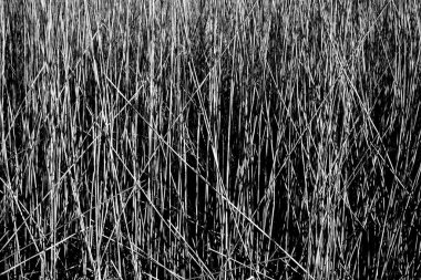 Kuru kamış dokusu Doğal arkaplan                         