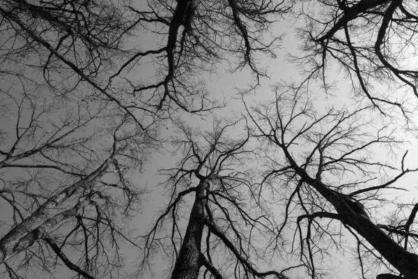Levelek Nélküli Fák Alacsony Szögben Természetes Háttér — Stock Fotó