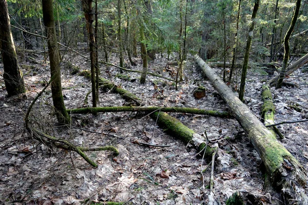 Umgestürzte Bäume Wald Wilder Und Natürlicher Hintergrund — Stockfoto