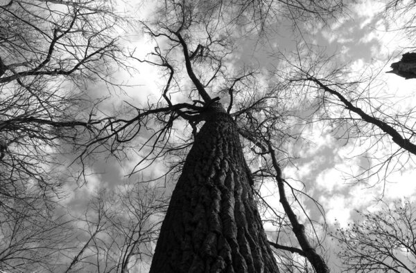 Old trees in park in black and white. Down up low angle view