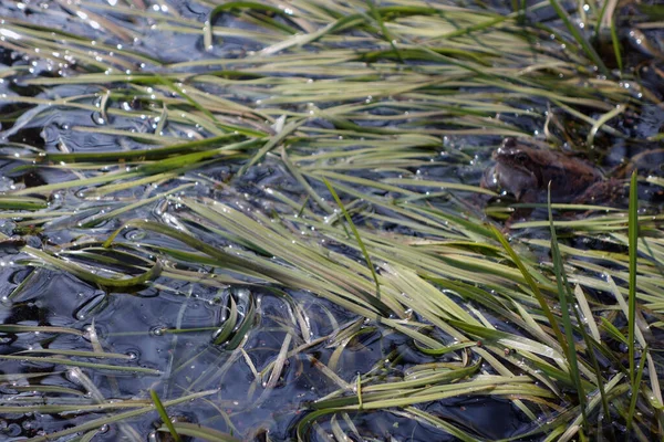 Żaba Chowa Się Trawie Siedzi Stawie Środowisko Naturalne Środowisko Naturalne — Zdjęcie stockowe