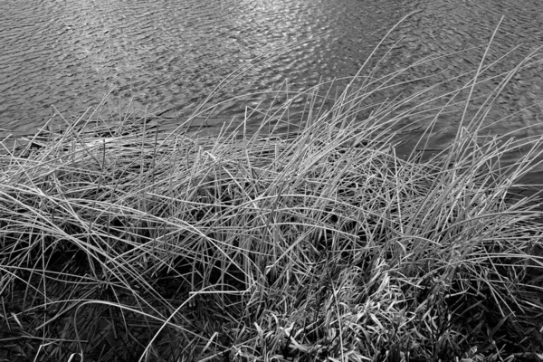 Reed Seco Água Lago Fundo Natural — Fotografia de Stock