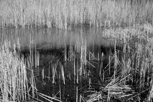 Сухой Тростник Озерной Воде Естественный Фон — стоковое фото