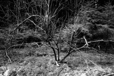 Ağaçlar ve çalılar doğal orman manzarasında. Doğal, gerçek orman manzarası.                         