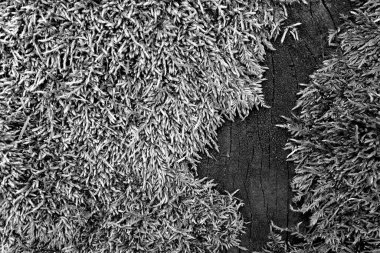 Koyu eskimiş ahşap dokuda yosun. Doğal arkaplan       