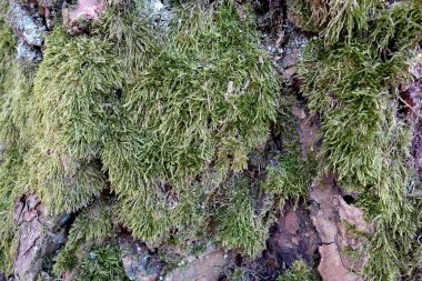 Ağaç kabuğunda yosun. Doğal arkaplan         