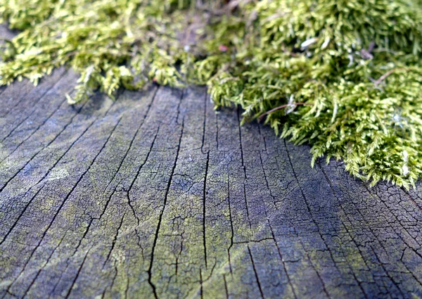 Muschio Albero Legno Scuro Tagliato Sfondo Naturale Idee — Foto Stock