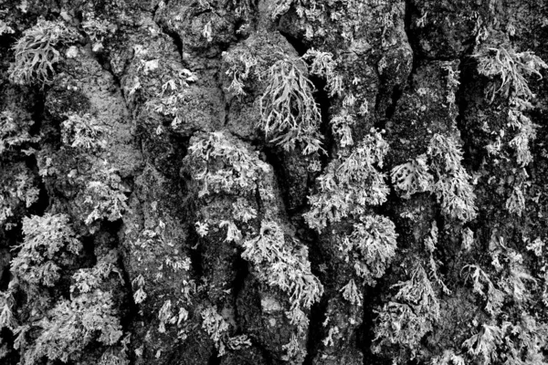 Moss Staré Kůře Stromu Přírodní Pozadí — Stock fotografie