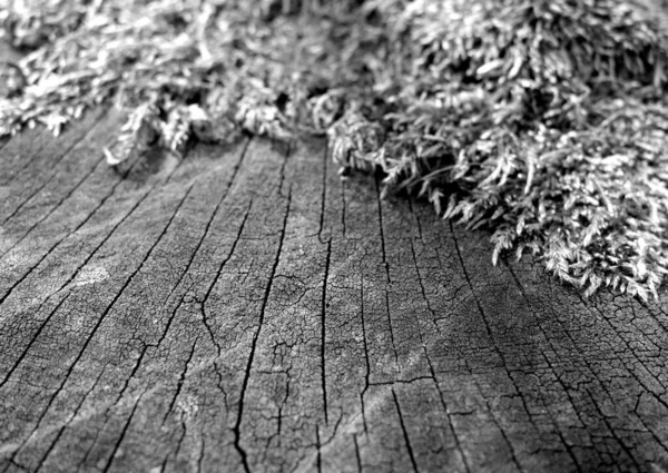 Musgo Árvore Madeira Escura Cortada Contexto Natural Para Ideias — Fotografia de Stock