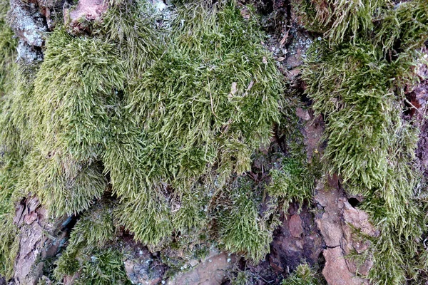 Moss Old Tree Bark Natural Background — Stock Photo, Image