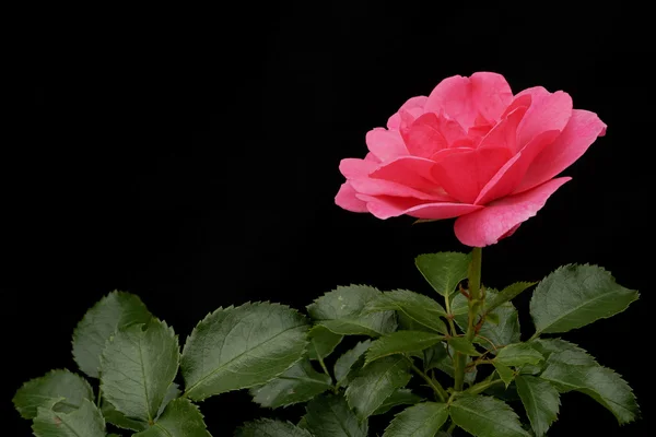 Rosa de color rosa brillante sobre fondo negro — Foto de Stock