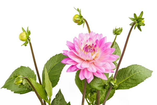 Dahlia of pink color with buds on white background — Stock Photo, Image