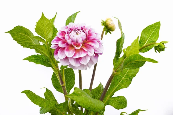 Dahlia of pink and white colors with buds on white background — Stock Photo, Image