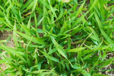 Doku ve desen. Çiçek ve çiçek kavramı. Doğa kavramı arka plan. Çevre koruma kavramı. Tropik ve doğa.