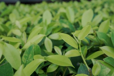 Doku ve desen. Doğa kavramı arka plan. Çevre koruma kavramı. Tropik ve doğa.