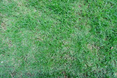 Doku ve desen. Doğa kavramı arka plan. Çevre koruma kavramı. Tropik ve doğa.