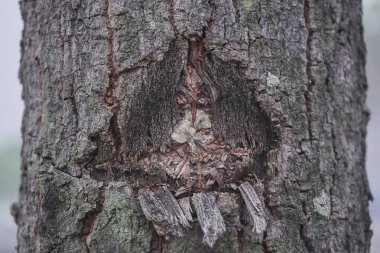 Ağaç kabuğu eski ahşap doku. Vektör çizim.