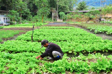 Cameron Highland, Malezya 22 Eylül 2013. Çiftçi iş başında. Cameron Highland, Malezya onun çiftliğinde sebze hasat bir çiftçi
