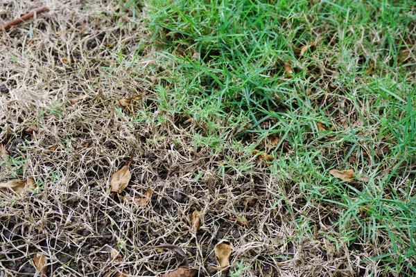 Doku ve desen. Doğa kavramı arka plan. Çevre koruma kavramı. Tropik ve doğa.