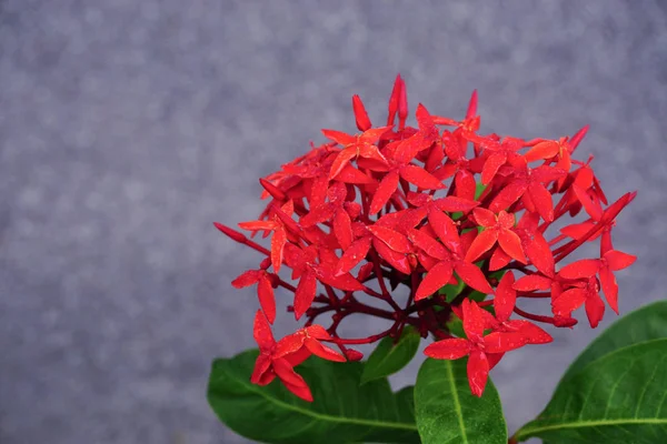 テクスチャとパターン 花と花のコンセプト 自然概念の背景 環境保全の概念 熱帯と自然 — ストック写真