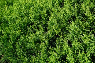 Çevre kavramı korunması. Yaprak yeşil doku.