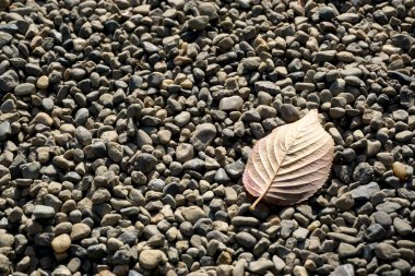 Sos taş ile tam yere düşmüş yaprak. Yalnızlık kavramı.