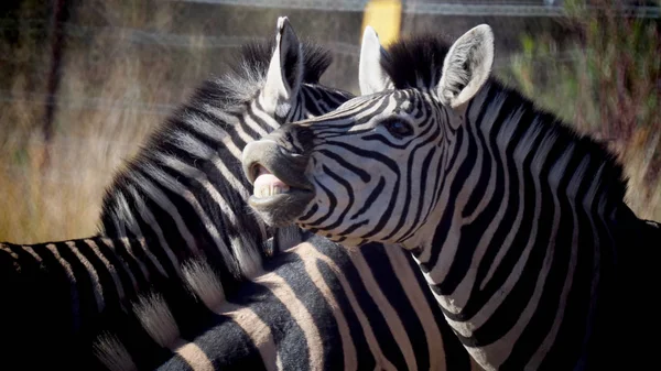 Zebras em reserva natural na Africa do Sul