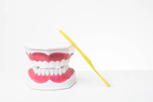 歯科医療のデモンストレーションの白い背景に人工モデル歯 — ストック写真