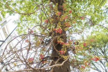 Gülle ağacının arkaplanı