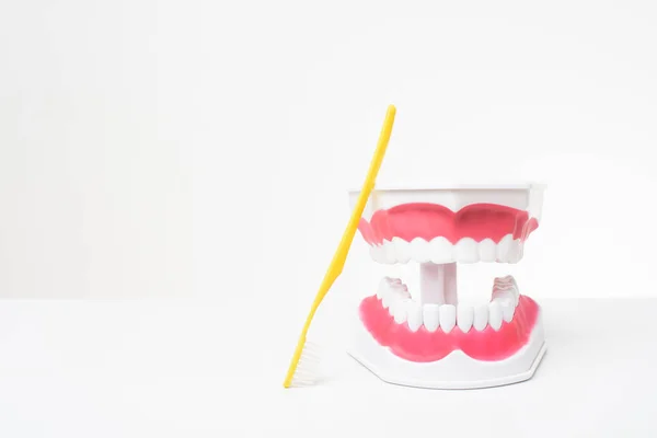 歯科医療のデモンストレーションの白い背景に人工モデル歯 — ストック写真