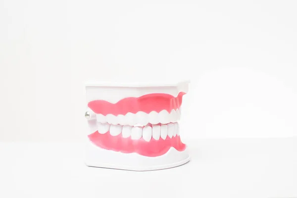 Artificial Model Teeth on white background of dental care demonstration