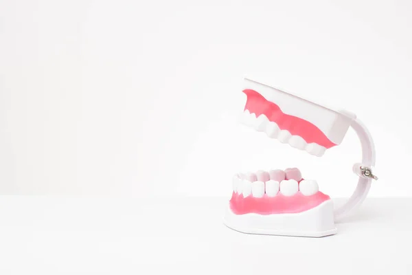 Modello Artificiale Denti Sfondo Bianco Dimostrazione Cura Dentale — Foto Stock