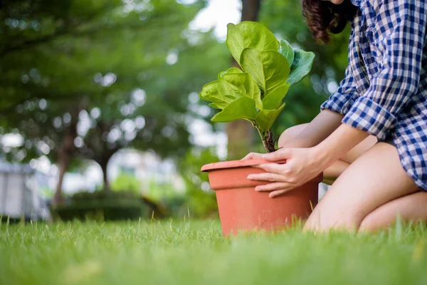 Mulher Está Plantando Árvore Jardim — Fotografia de Stock