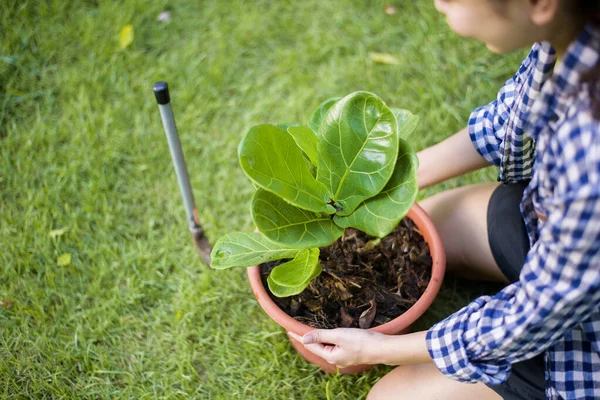 Mulher Está Plantando Árvore Jardim — Fotografia de Stock