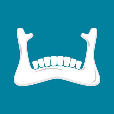 Mandibula insan izole. Alt çene. Kemik anatomisi. Sku parçası