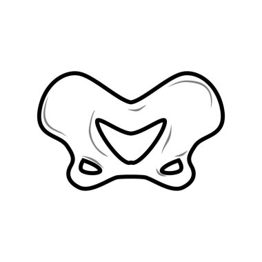 Leğen kemiği izole. Kemik anatomisi. İnsan iskelet parçası