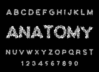 Anatomi yazı tipi. İskelet Abc. Harfler Bones. Kafatası ve omurga. Çene 