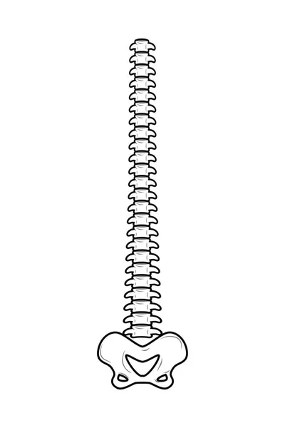 Espinha dorsal isolada. Espinha e pélvis. colunas vertebrais. anatómero ósseo — Vetor de Stock