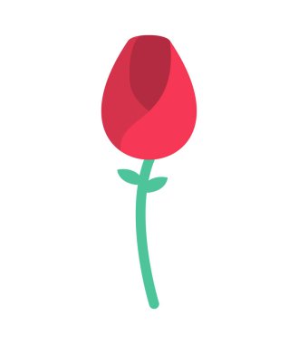 Kırmızı gül izole. Çiçek ve yeşil yaprakları ve beyaz ba kaynaklanıyor