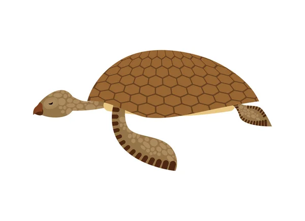 Sea turtle isolated. Water reptile on white background